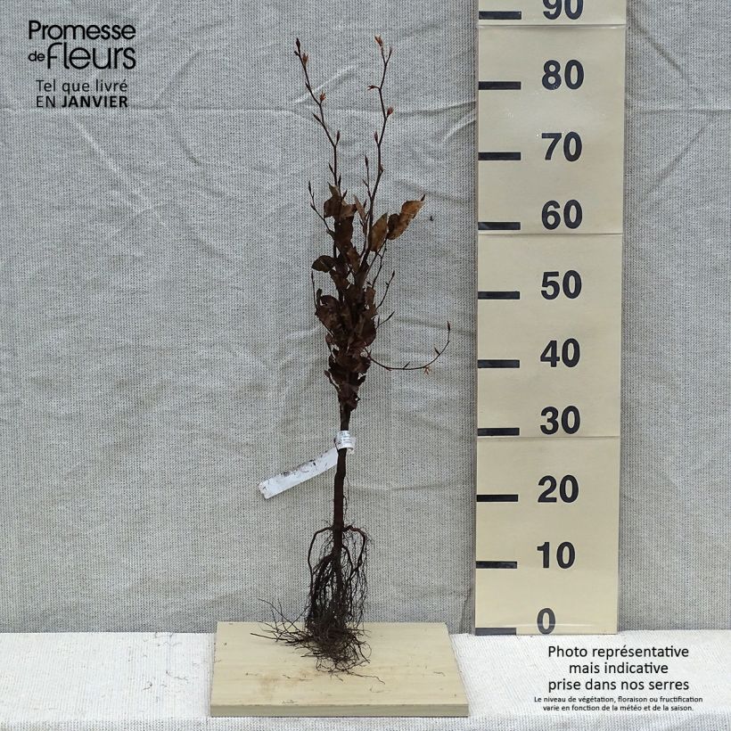 Fagus sylvatica Atropurpurea - Faggio ramato Piante piccole a radice nuda esemplare consegnato in inverno