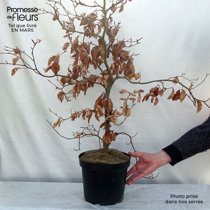 Fagus sylvatica Atropurpurea - Faggio ramato Vaso da 4L/5L esemplare consegnato in inverno