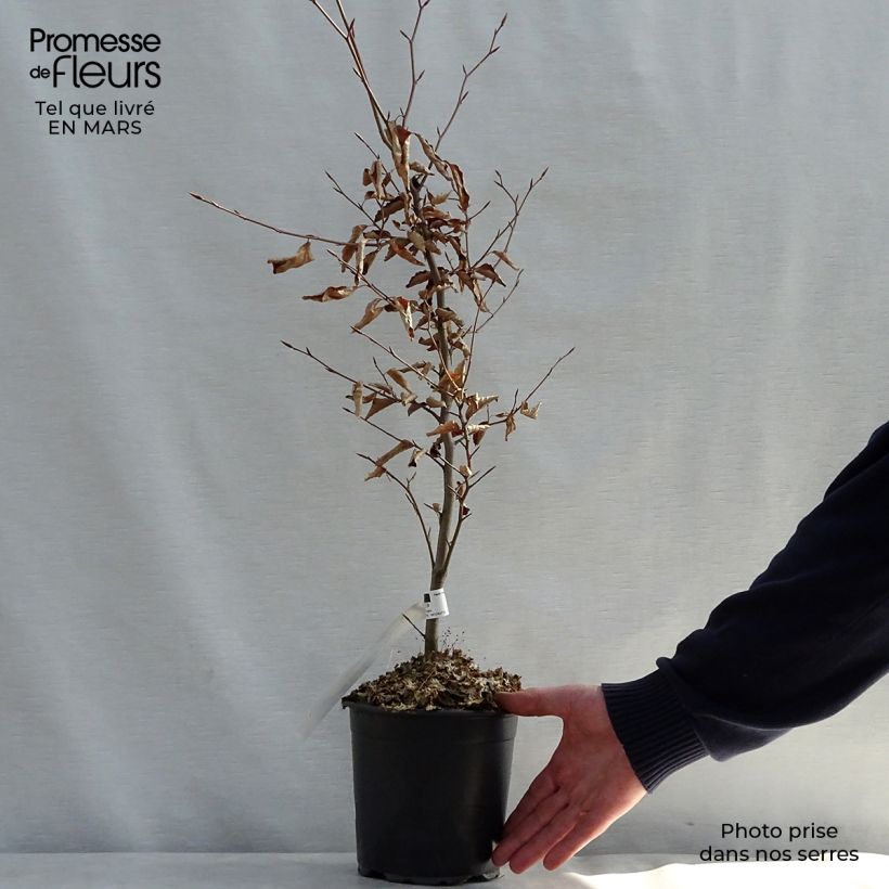 Fagus sylvatica Atropurpurea - Faggio ramato Vaso da 2L/3L esemplare consegnato in primavera