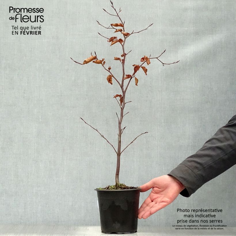 Fagus sylvatica Atropurpurea - Faggio ramato Vaso da 2L/3L esemplare consegnato in inverno