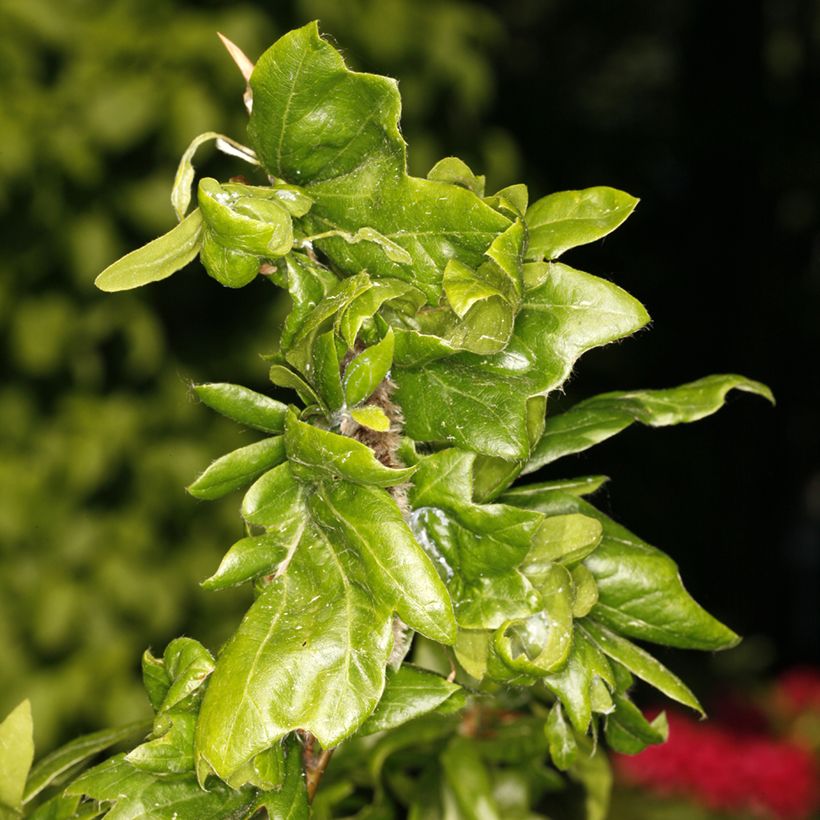 Fagus sylvatica Cristata - Faggio (Fogliame)
