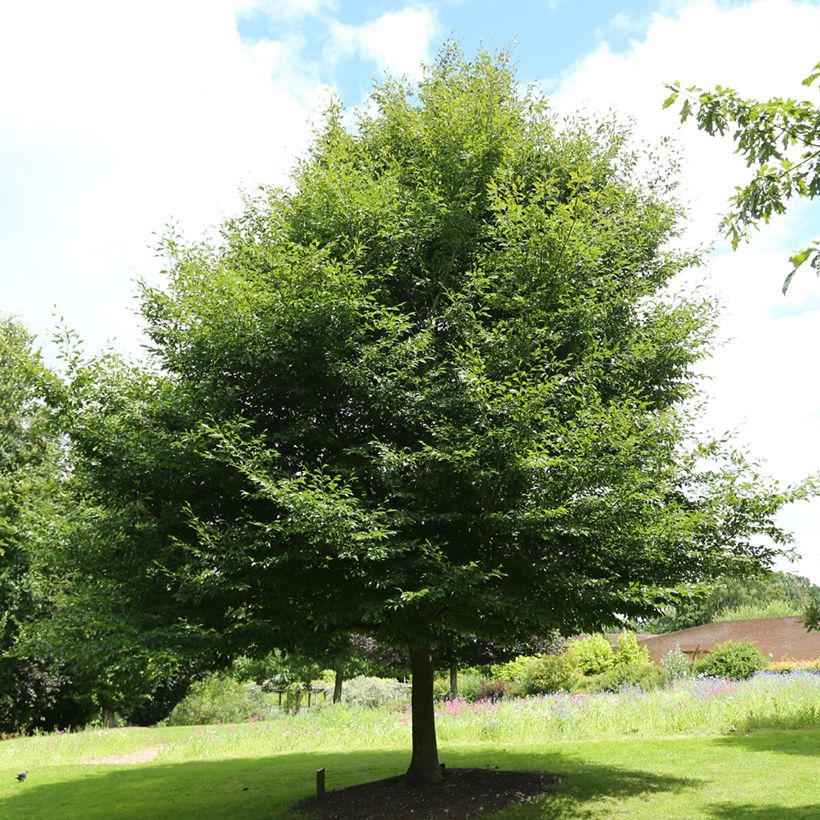 Fagus sylvatica Dentata - Faggio (Porto)