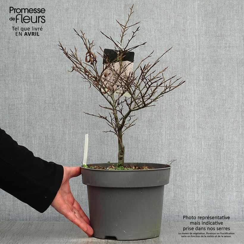 Fagus sylvatica Mercedes - Faggio nano Vaso da 4L/5L esemplare consegnato in primavera