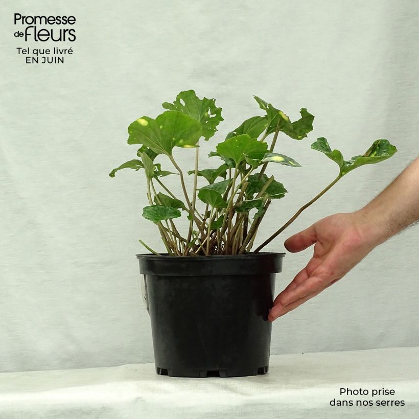 Esemplare di Farfugium japonicum Aureomaculatum Vaso da 3L/4L consegnato in estate