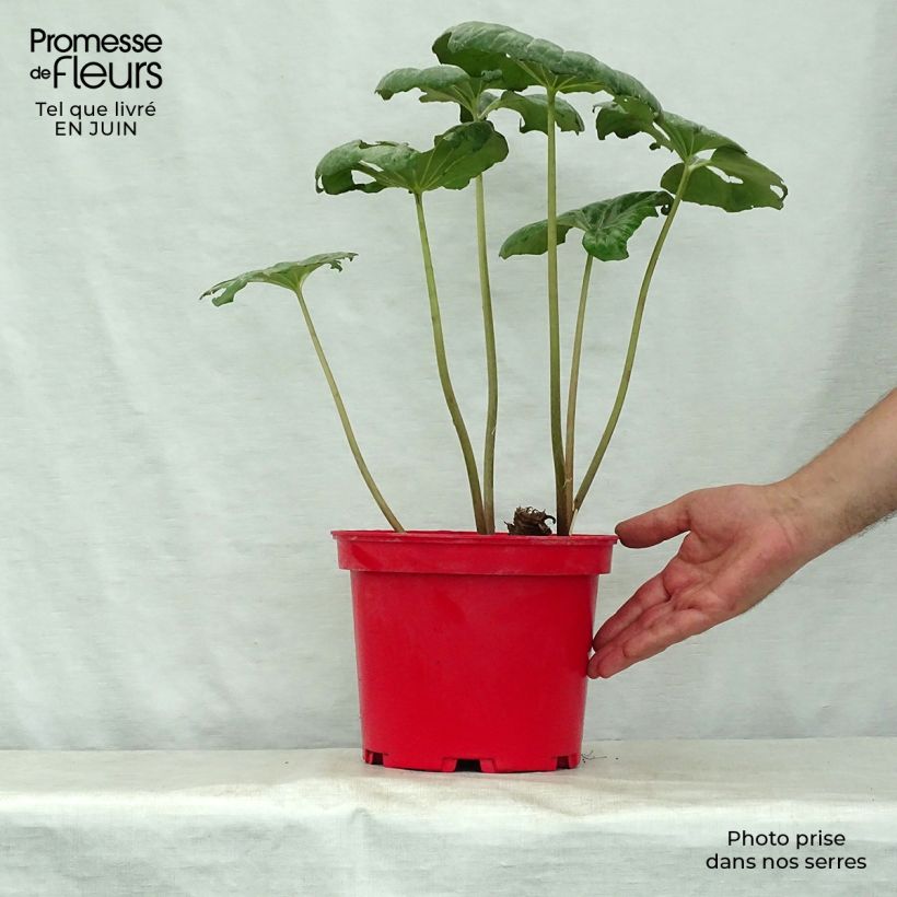 Esemplare di Farfugium japonicum Vaso da 3L/4L consegnato in estate