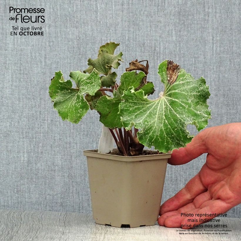 Esemplare di Farfugium japonicum Wavy Gravy Vasetto da 8/9 cm come consegnato in autunno