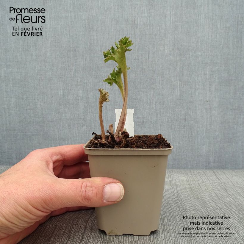 Farfugium japonicum Wavy Gravy Vasetto da 8/9 cm esemplare consegnato in inverno