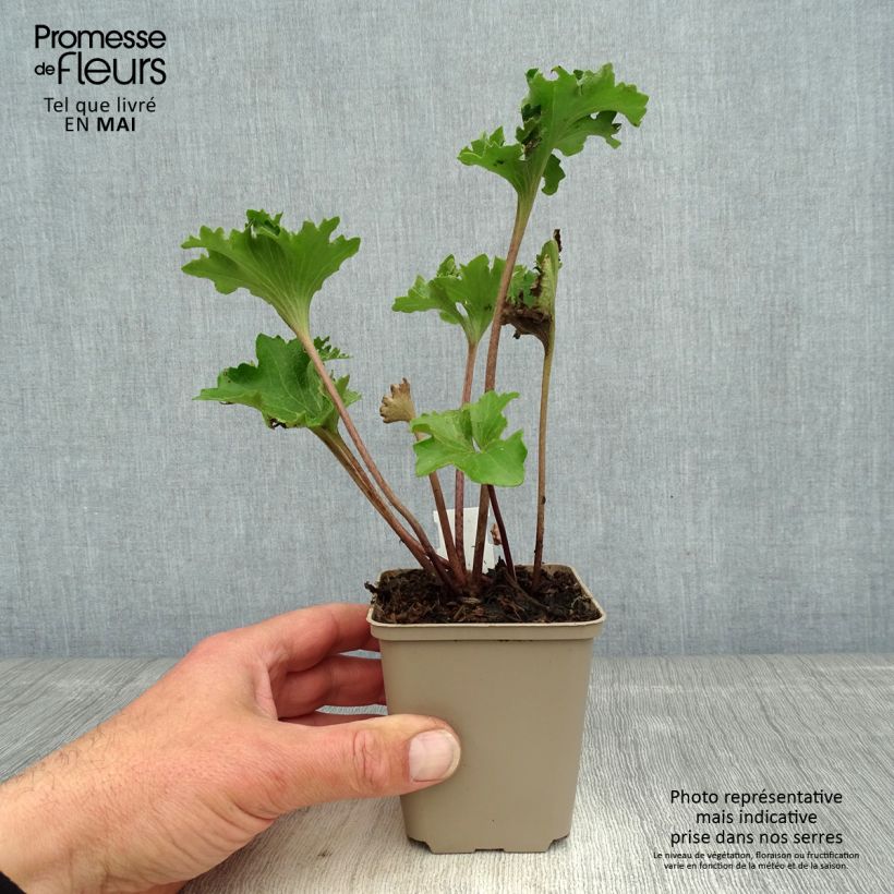 Farfugium japonicum Wavy Gravy Vasetto da 8/9 cm esemplare consegnato in primavera