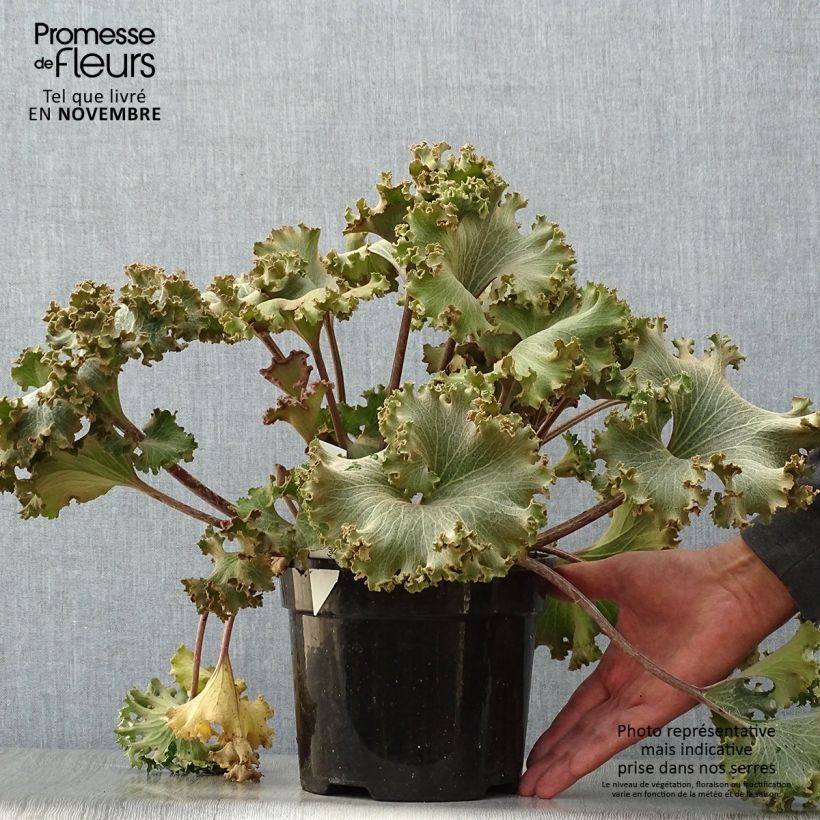 Esemplare di Farfugium japonicum Wavy Gravy Vaso da 2L/3L come consegnato in autunno
