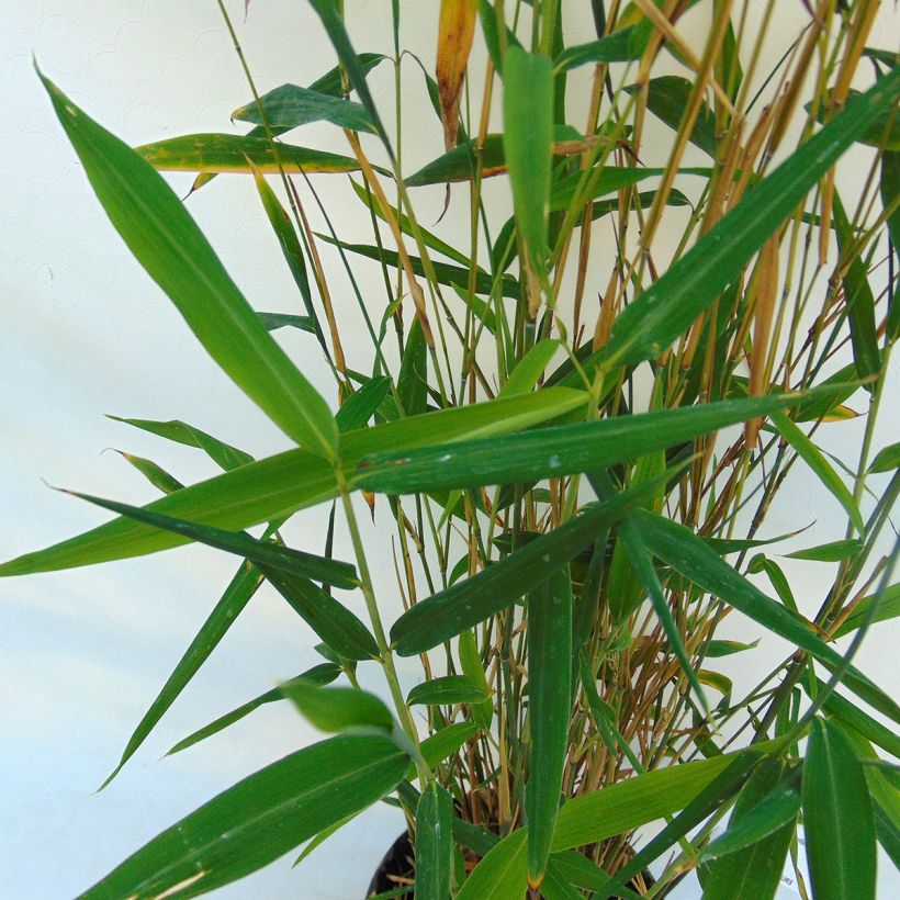 Fargesia papyrifera Blue Dragon (Fogliame)