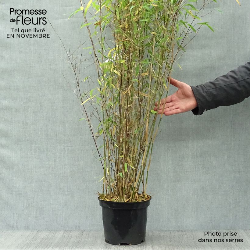 Esemplare di Fargesia Winter Joy Vaso da 4L/5L come consegnato in autunno