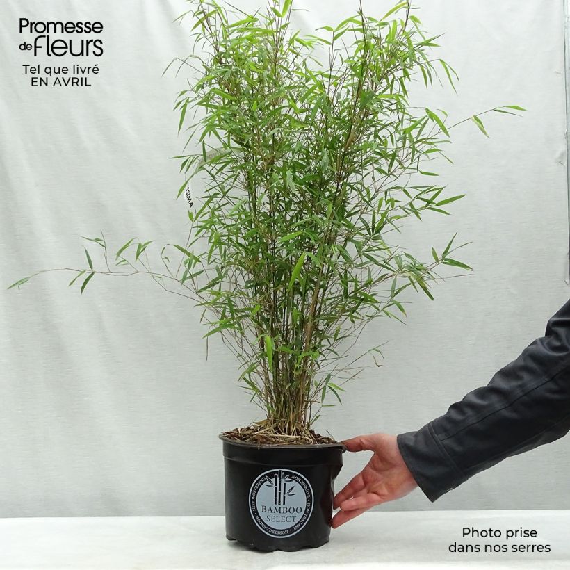 Fargesia angustissima Vaso da 4L/5L esemplare consegnato in primavera