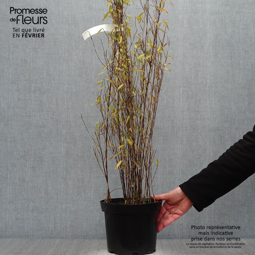 Fargesia demissa Gerry Vaso da 4L/5L esemplare consegnato in inverno