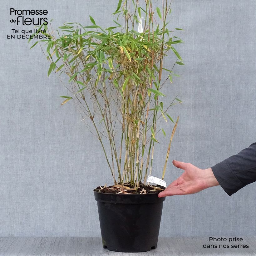 Fargesia murielae Dino Vaso da 7,5L/10L esemplare consegnato in inverno