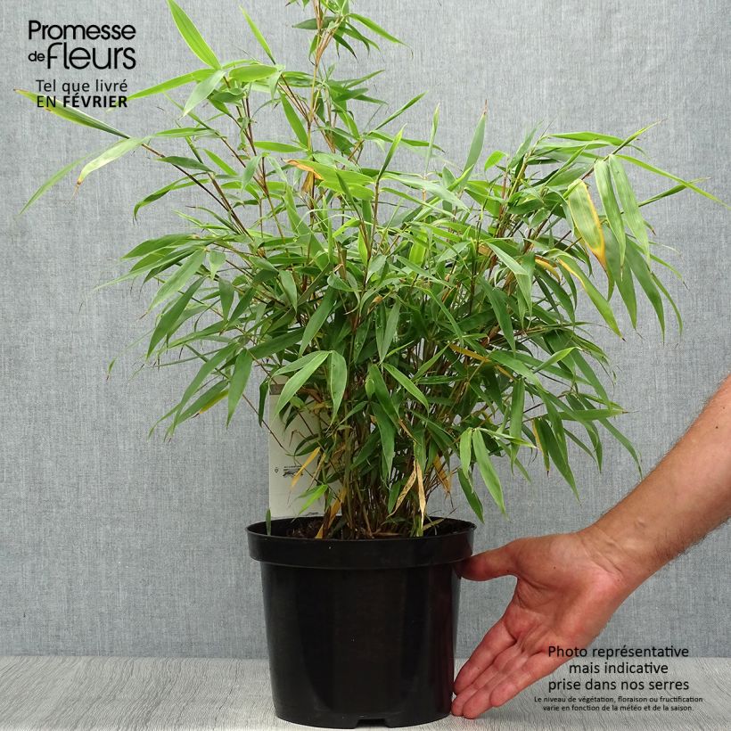 Esemplare di Fargesia robusta Tauro Vaso da 4L/5L come consegnato in autunno