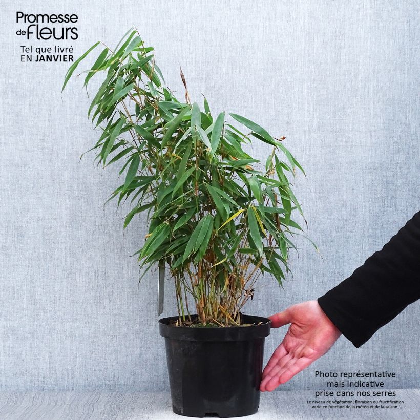 Fargesia robusta Tauro Vaso da 4L/5L esemplare consegnato in inverno