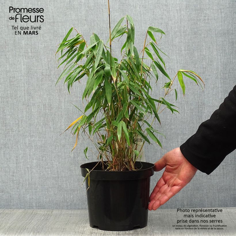 Fargesia robusta Tauro Vaso da 4L/5L esemplare consegnato in primavera