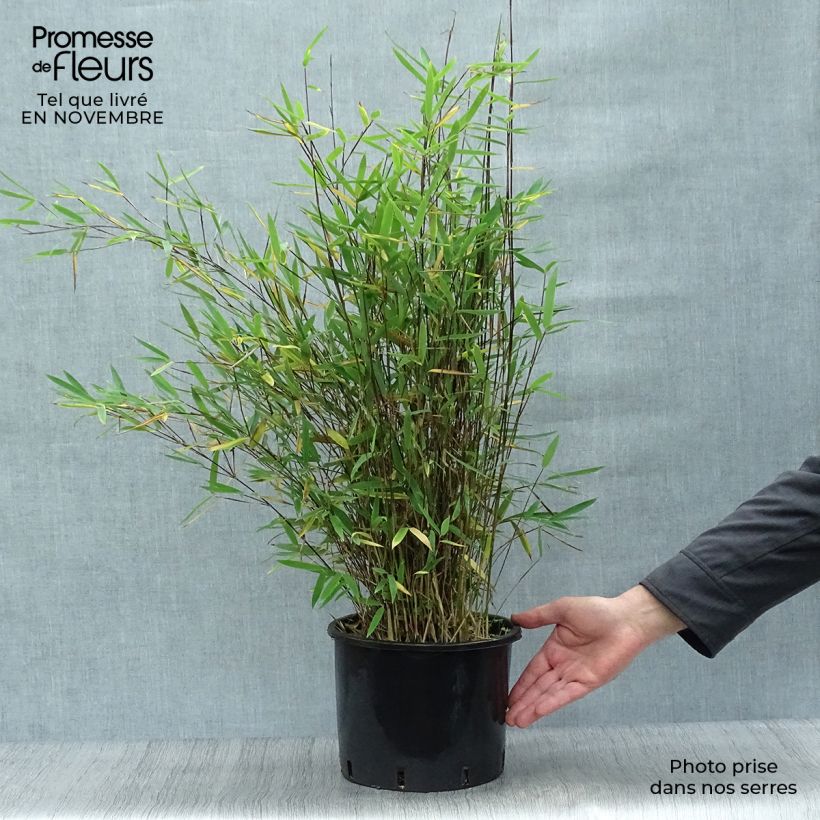 Esemplare di Fargesia nitida Black Pearl Vaso da 4L/5L come consegnato in autunno