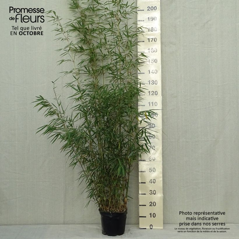 Esemplare di Fargesia robusta Vaso da 4L/5L come consegnato in autunno