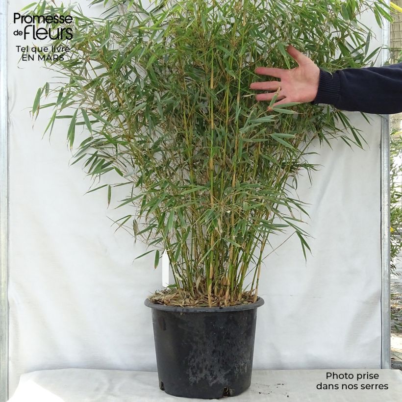 Fargesia robusta Vaso da 18L/20L esemplare consegnato in primavera