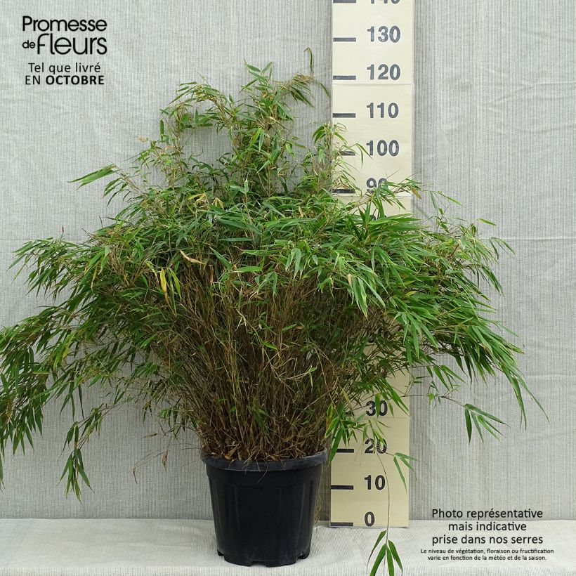 Esemplare di Fargesia robusta Vaso da 18L/20L come consegnato in autunno
