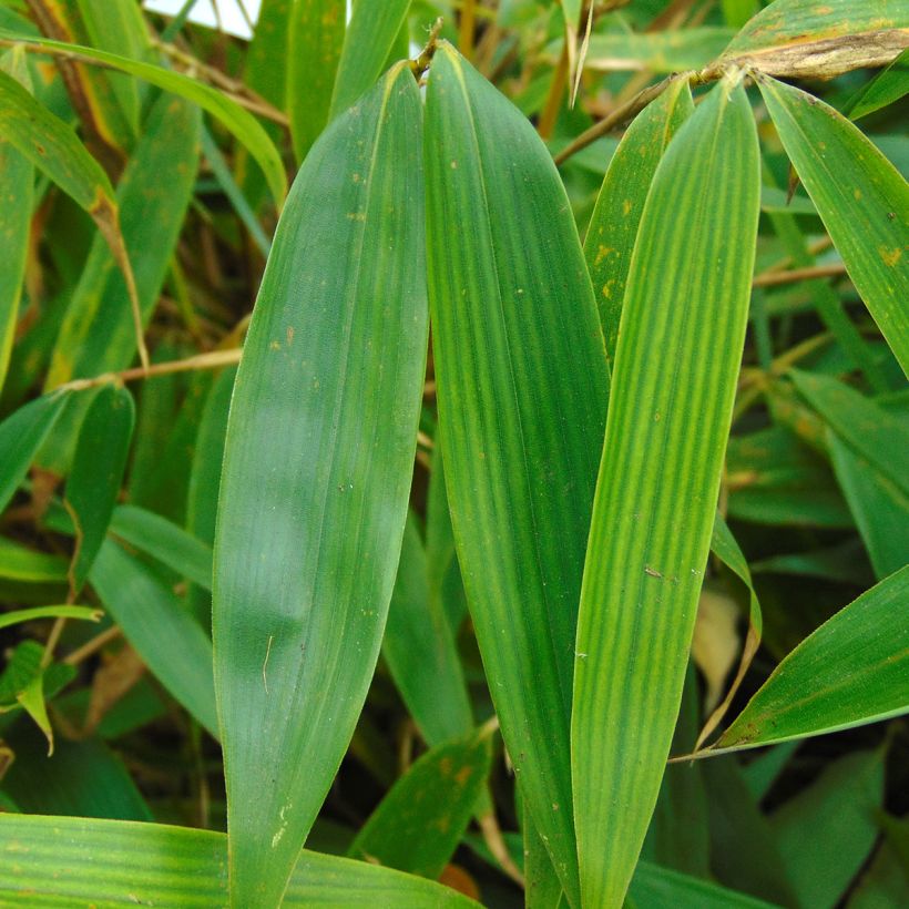 Fargesia robusta Pingwu (Fogliame)