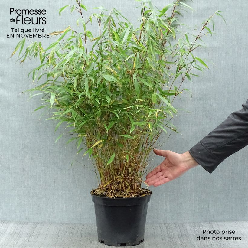 Esemplare di Fargesia robusta Pingwu Vaso da 7,5L/10L come consegnato in autunno