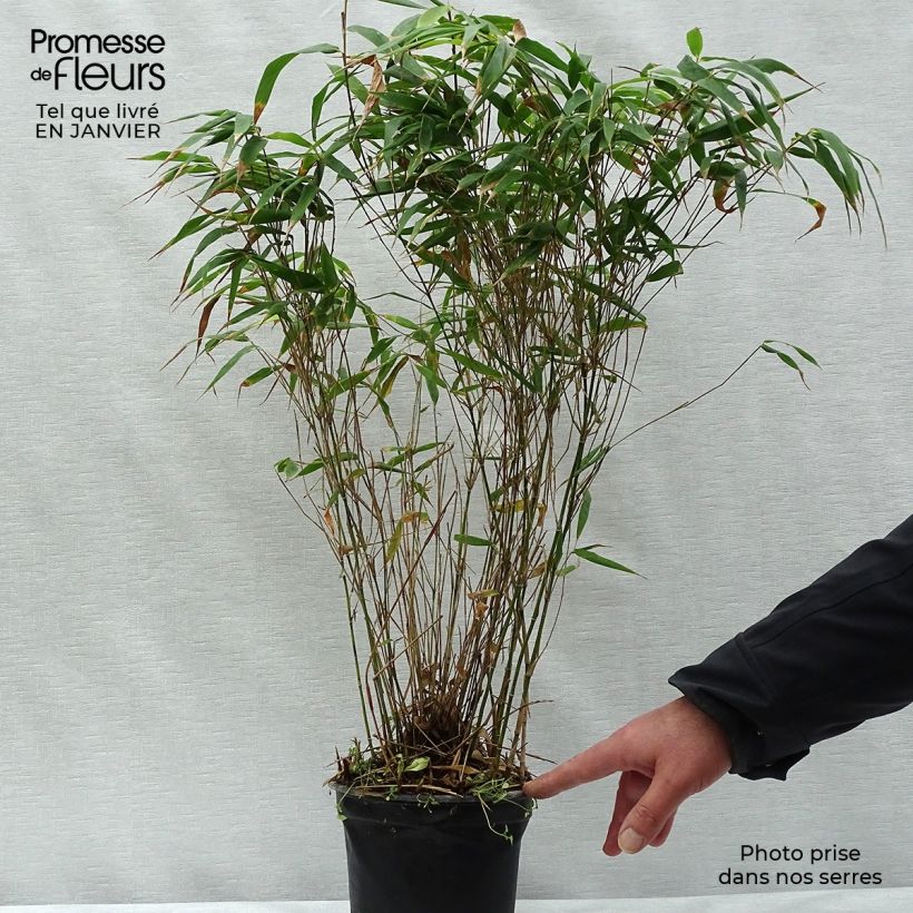 Fargesia robusta Wenchuan Vaso da 2L/3L esemplare consegnato in inverno