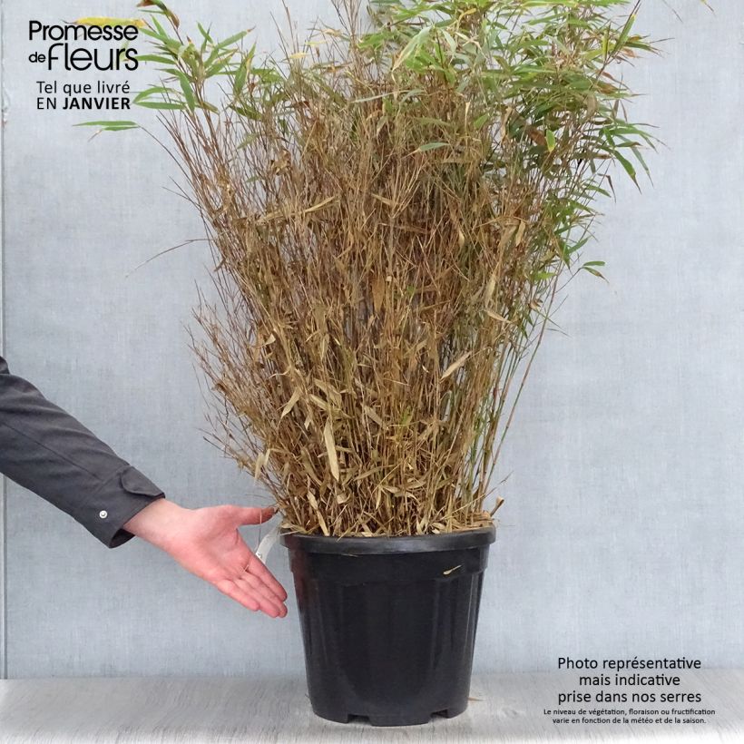 Fargesia robusta Wenchuan Vaso da 12L/15L esemplare consegnato in inverno