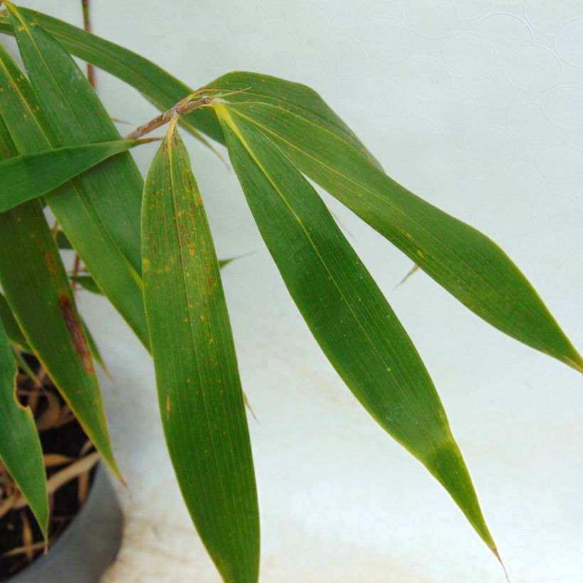 Fargesia robusta Wolong (Fogliame)