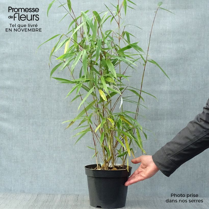 Esemplare di Fargesia robusta Wolong Vaso da 4L/5L come consegnato in autunno