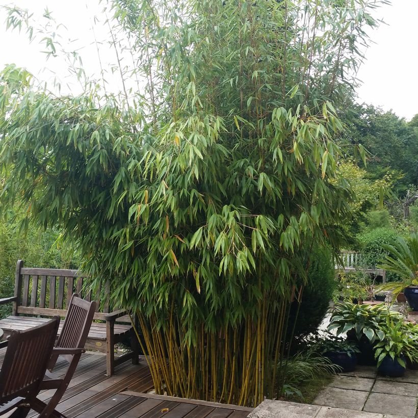 Fargesia robusta Wolong (Porto)