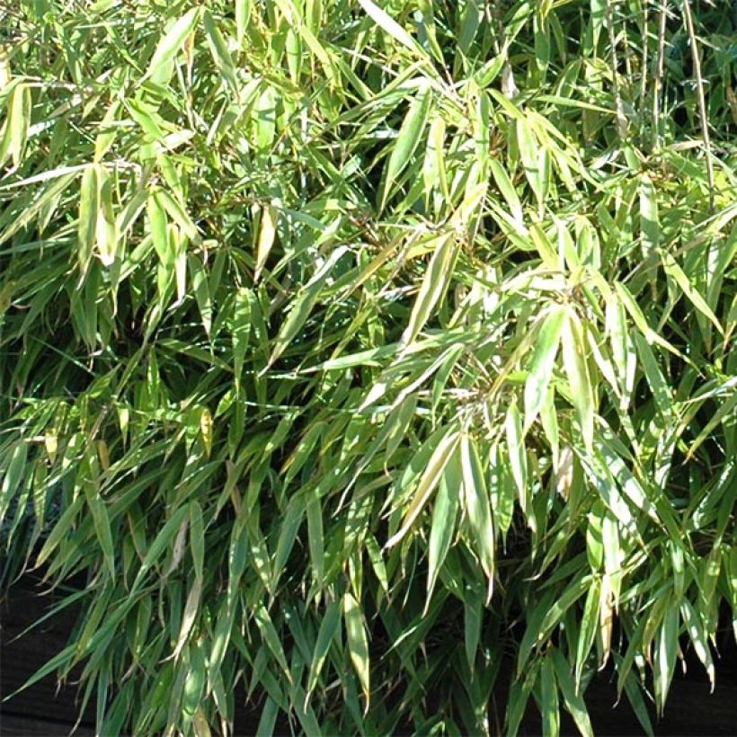 Fargesia rufa (Fogliame)
