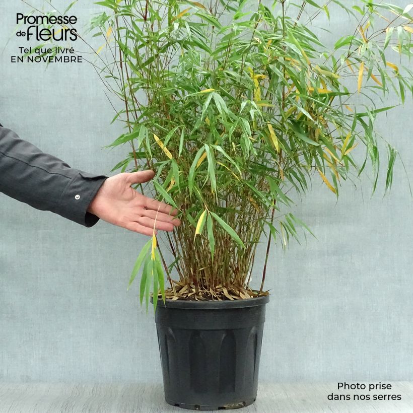 Esemplare di Fargesia scabrida Asian wonder Vaso da 6L/7L come consegnato in autunno
