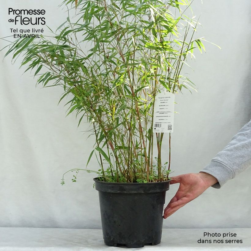 Fargesia scabrida Asian wonder Vaso da 6L/7L esemplare consegnato in primavera