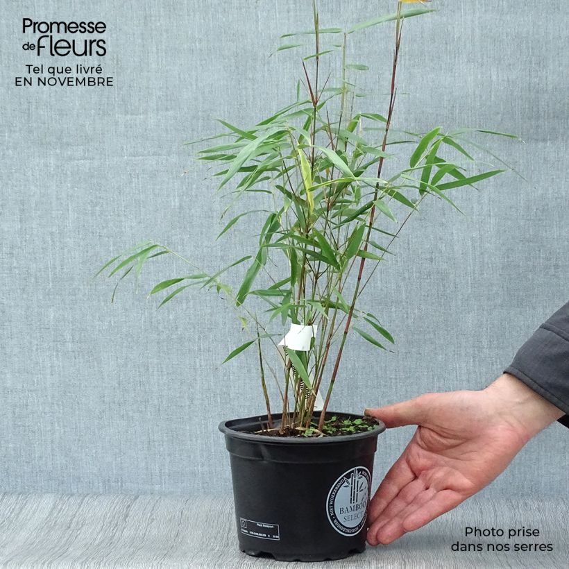 Esemplare di Fargesia scabrida Asian wonder Vaso da 2L/3L come consegnato in autunno