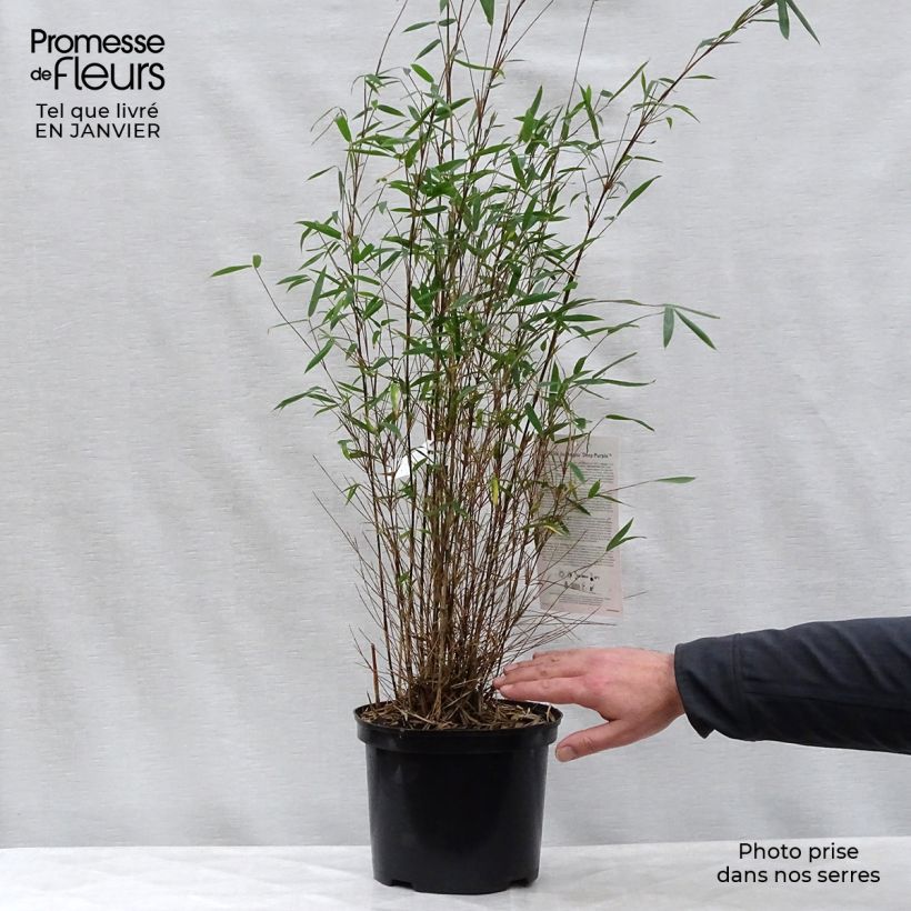 Fargesia sp Jiuzhaigou Deep Purple Vaso da 4L/5L esemplare consegnato in inverno