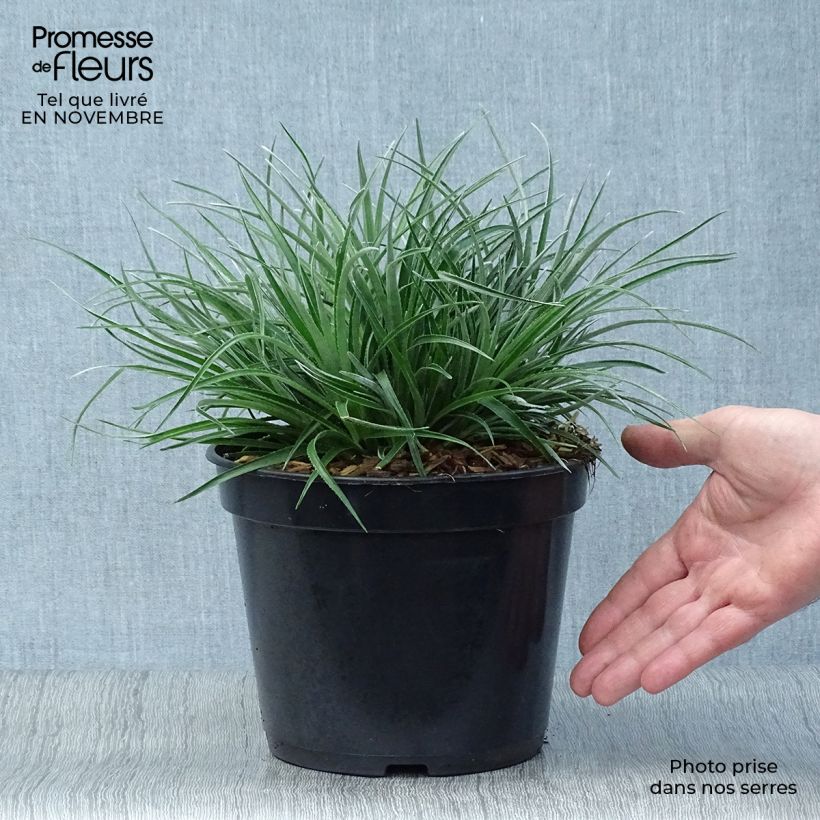 Esemplare di Fascicularia bicolor Vaso da 2L/3L come consegnato in autunno