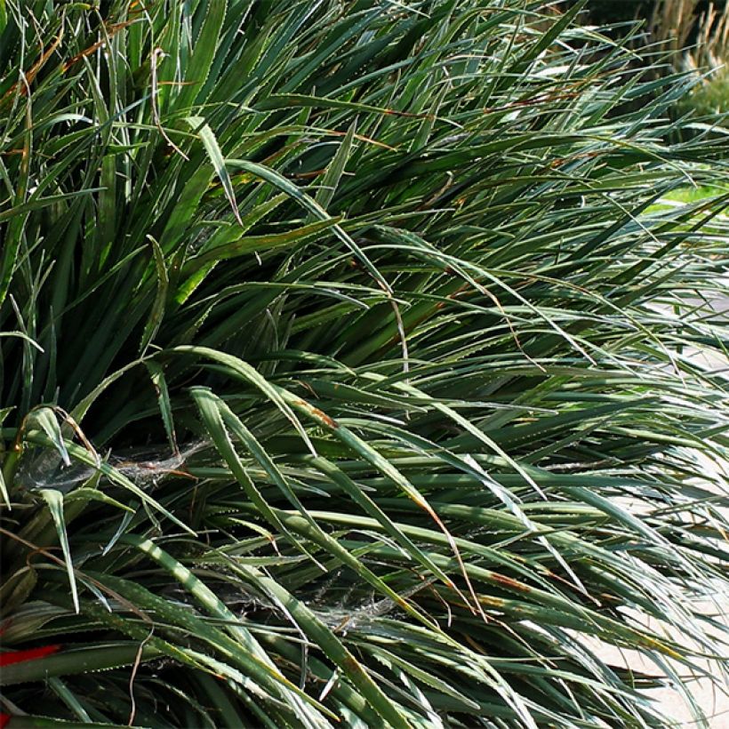 Fascicularia bicolor (Fogliame)