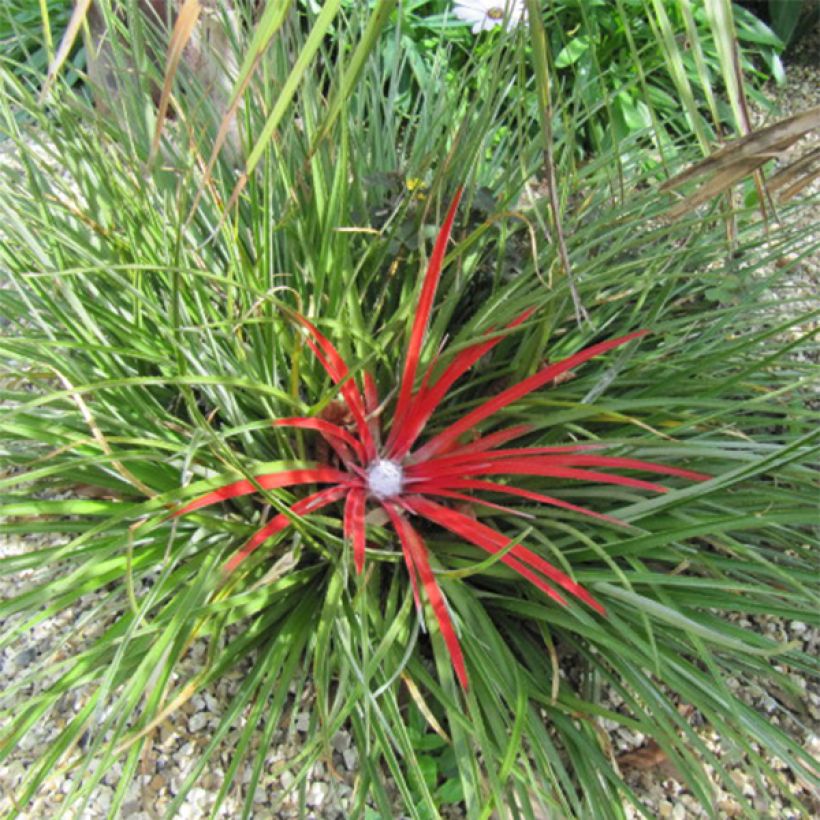 Fascicularia bicolor (Porto)