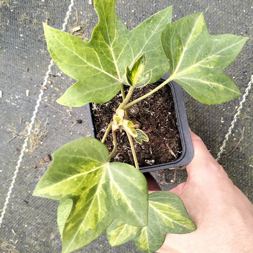 Fatshedera lizei Annemieke (Fogliame)