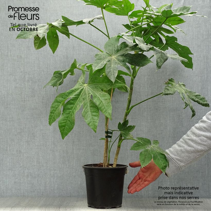 Esemplare di Fatsia japonica - Aralia giapponese Vaso da 4L/5L come consegnato in autunno