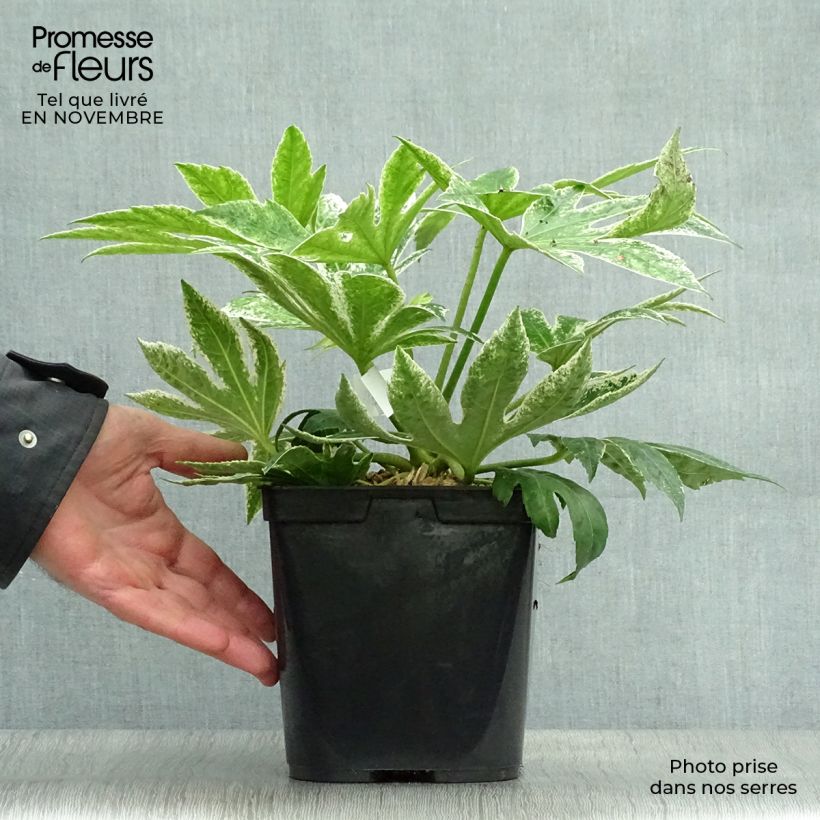 Esemplare di Fatsia japonica Spider's Web Vaso da 2L/3L come consegnato in autunno