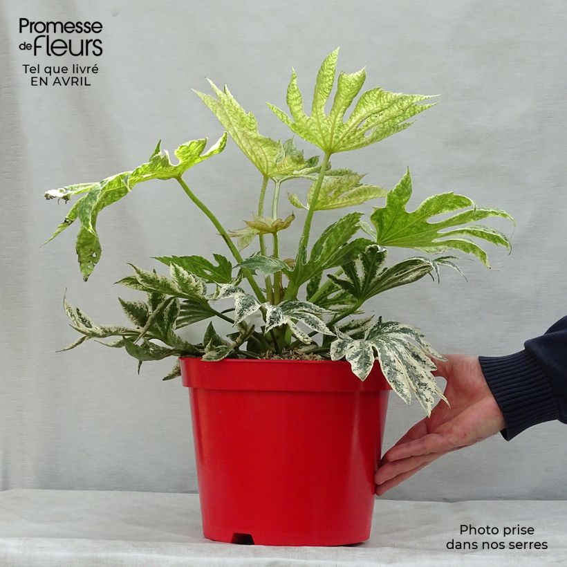 Fatsia japonica Spider's Web Vaso da 6L/7L esemplare consegnato in primavera