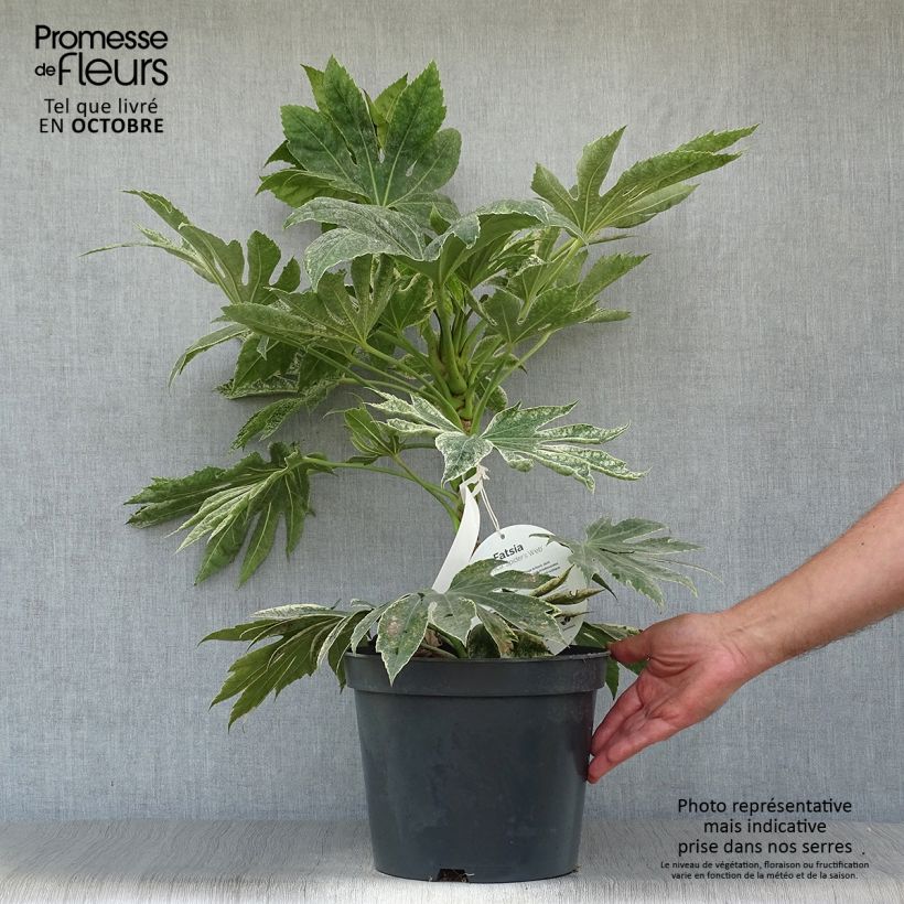 Esemplare di Fatsia japonica Spider's Web Vaso da 6L/7L come consegnato in autunno