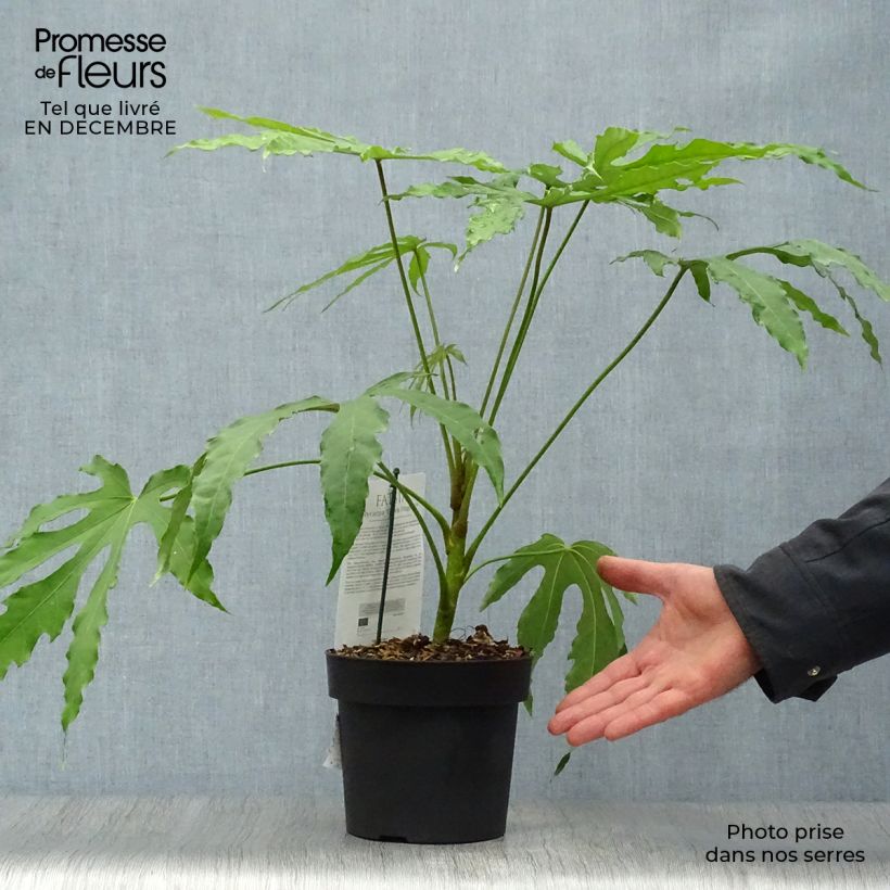Fatsia polycarpa Green Fingers Vaso da 2L/3L esemplare consegnato in inverno
