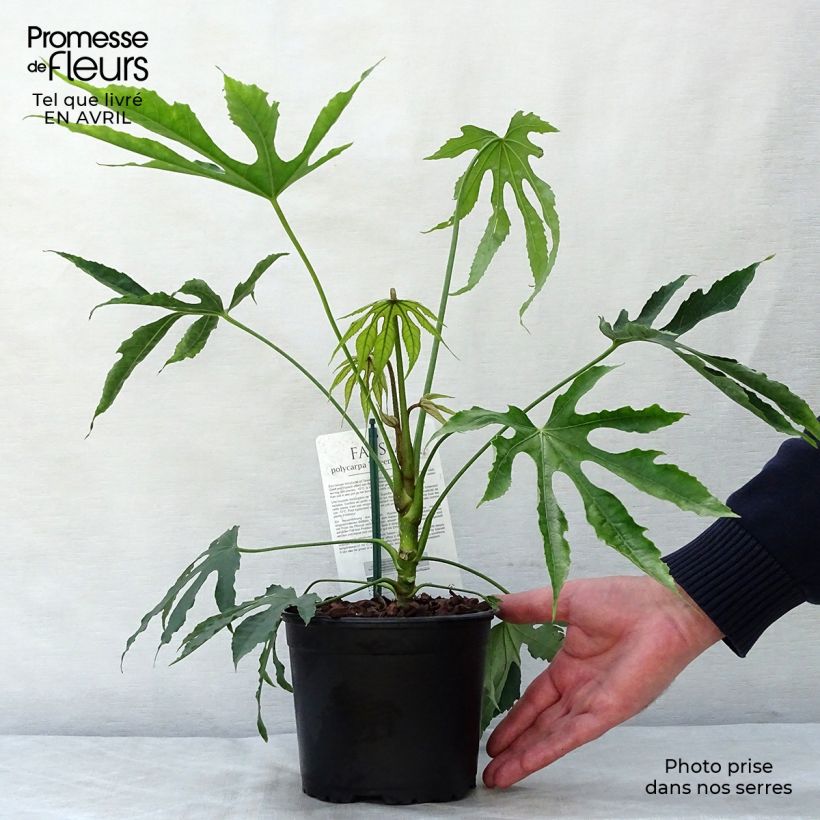 Fatsia polycarpa Green Fingers Vaso da 2L/3L esemplare consegnato in primavera