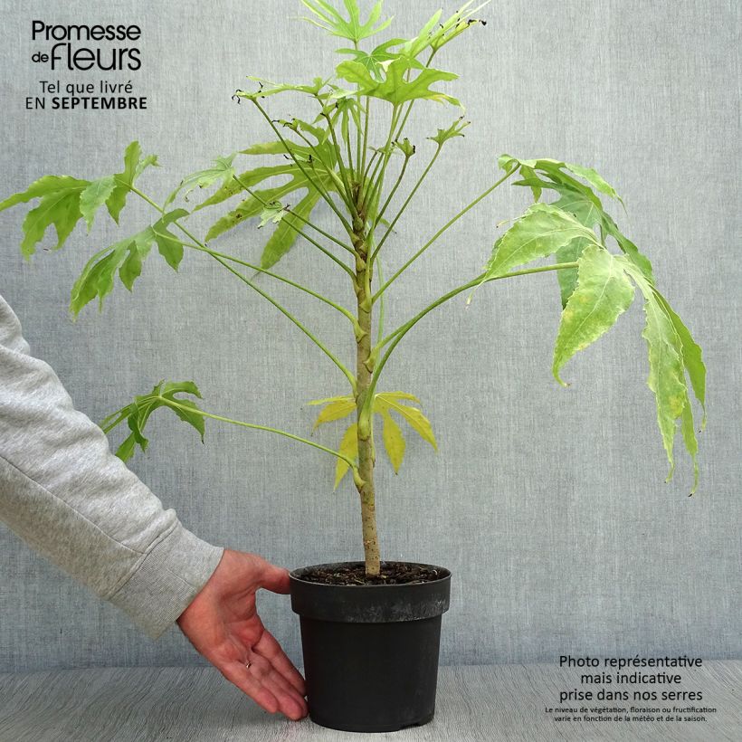 Esemplare di Fatsia polycarpa Green Fingers Vaso da 2L/3L come consegnato in autunno