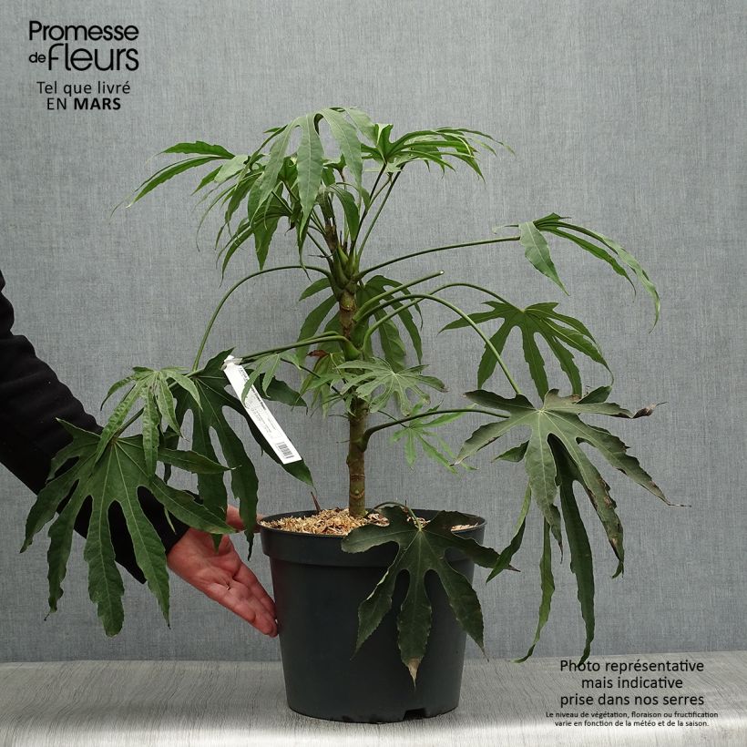 Fatsia polycarpa Green Fingers Vaso da 6L/7L esemplare consegnato in primavera
