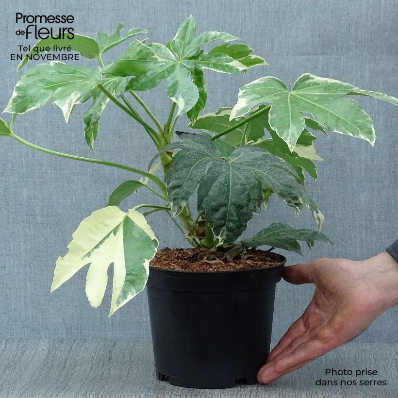 Esemplare di Fatsia japonica Variegata Vaso da 3L/4L come consegnato in autunno